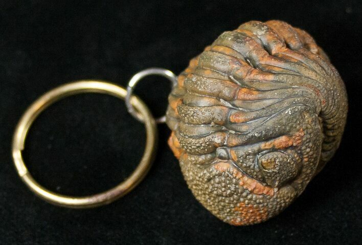 Real Phacops Trilobite Keychain #17340